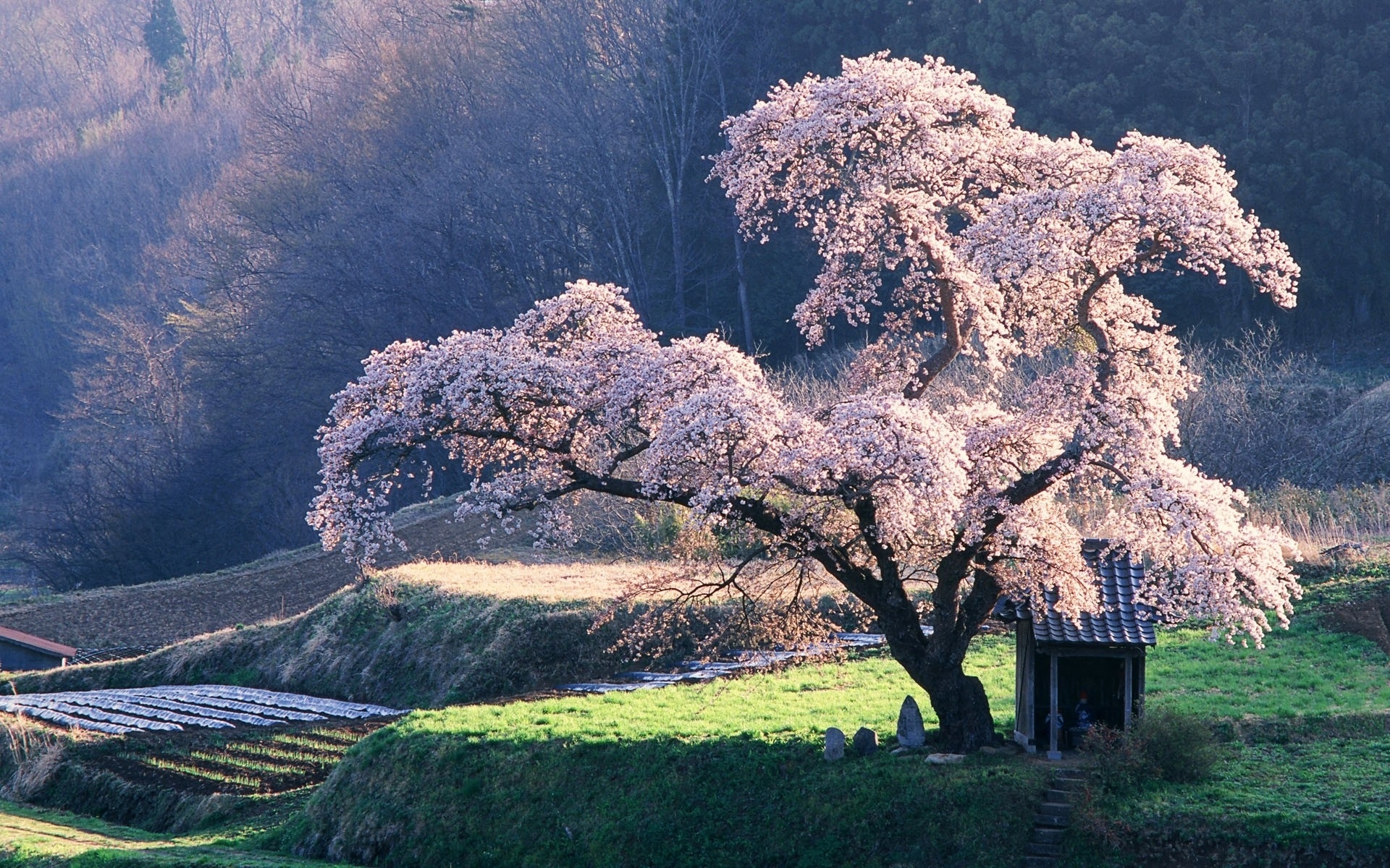 Taiwan